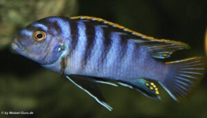 Labidochromis sp. 'mbamba'